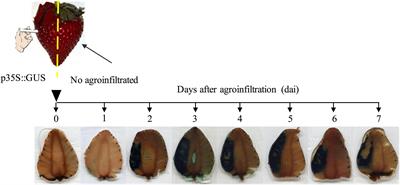 The Strawberry FaWRKY1 Transcription Factor Negatively Regulates Resistance to Colletotrichum acutatum in Fruit Upon Infection